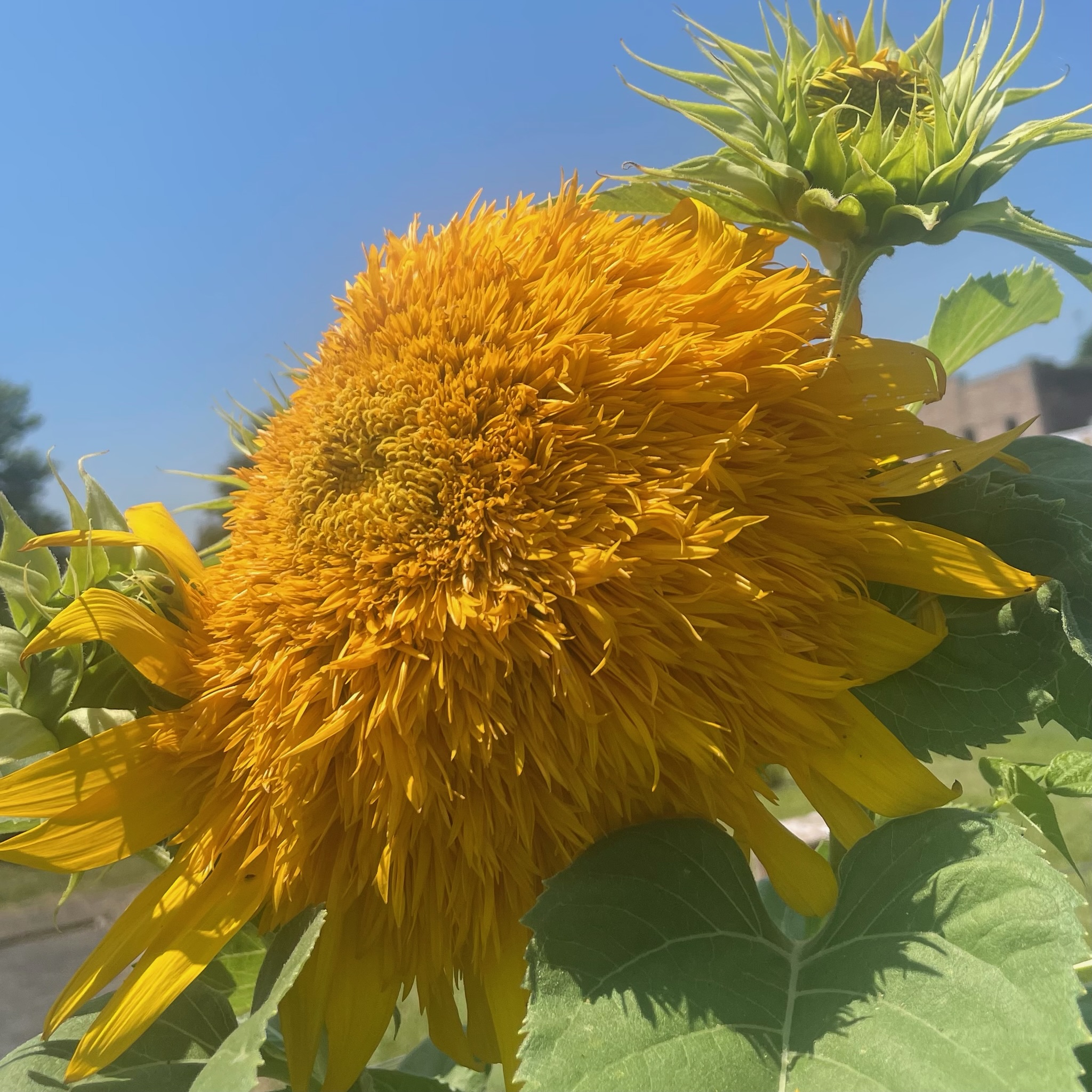 Sunflower from ReGarden