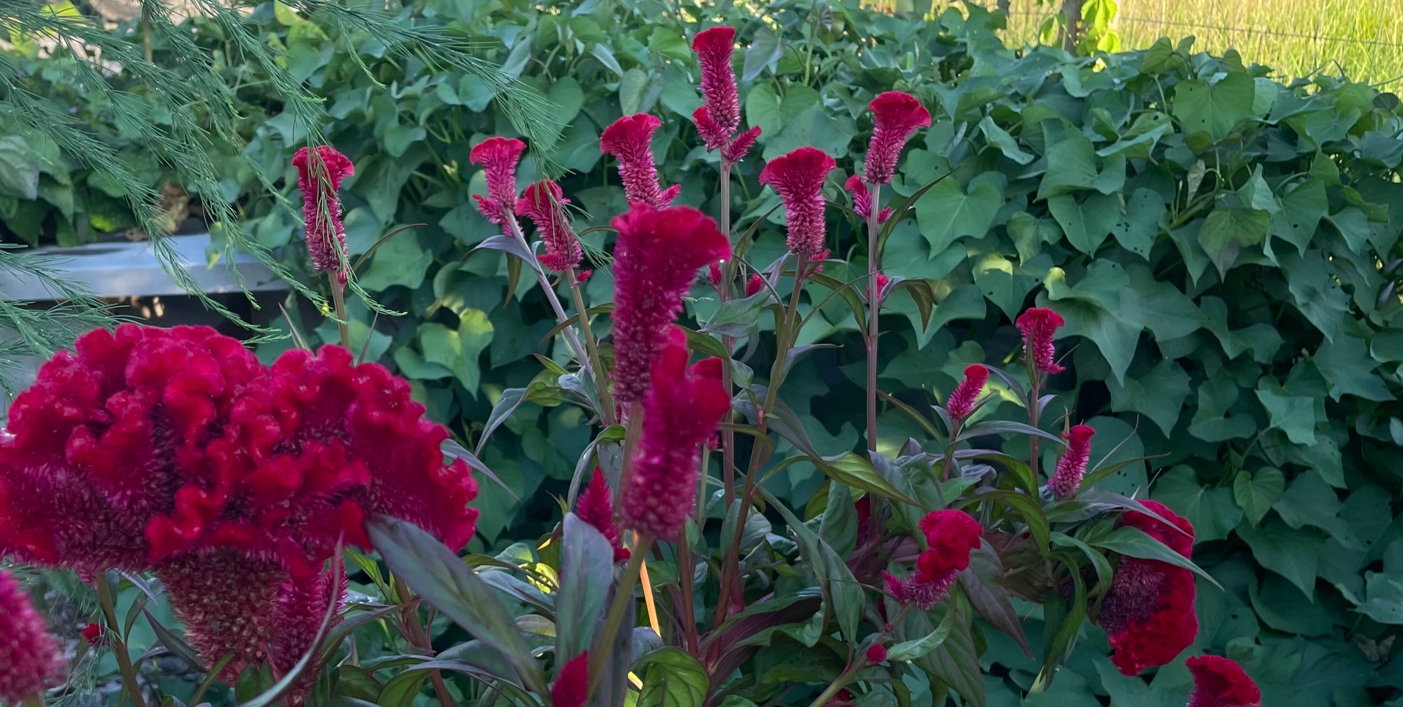 ReGarden community garden