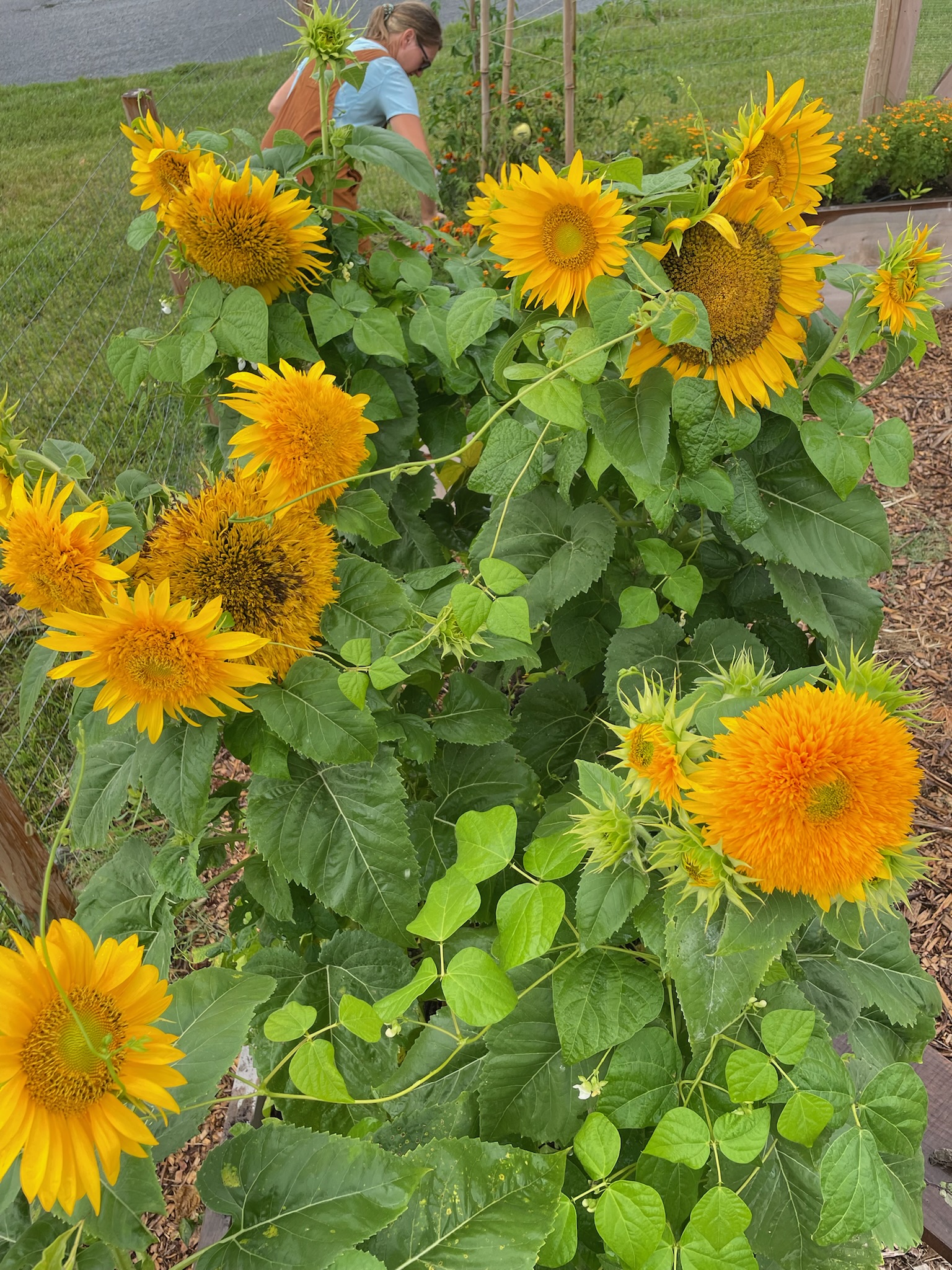 Sunflowers in the ReGarden community garden